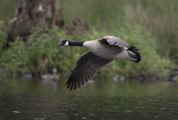 Canada goose (Branta canadensis) flying on the bank over water, Lower Rhine, North Rhine-Westphalia, Germany, Europe