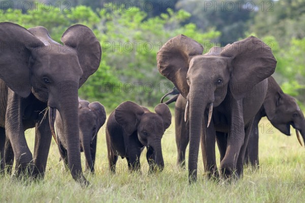 African forest elephants (Loxodonta cyclotis) in a clearing in Loango National Park, Parc National de Loango, Ogooué-Maritime Province, Gabon, Africa