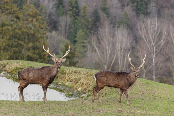 Two Japanese sika deer stags (Cervus nippon nippon) stand attentively in a meadow in hilly terrain and look at the photographer. A forest can be seen in the background