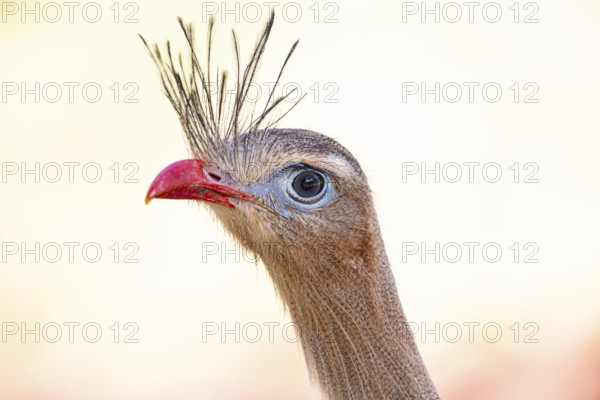 Red-footed seriema (Cariama cristata) Pantanal Brazil