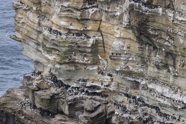 Guillemot (Uria aalge) and kittiwake (Rissa tridactyla), seabird colony in a cliff face, Thurso, Scotland, Great Britain