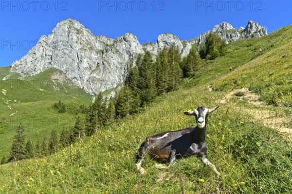Hornless animal of the Thuringian Forest goat breed lying in the grass on the way to the mountain pass Col de Bise, rock massif Saix de Bise behind, Col de Bise, Chablais, Savoy, France, Europe