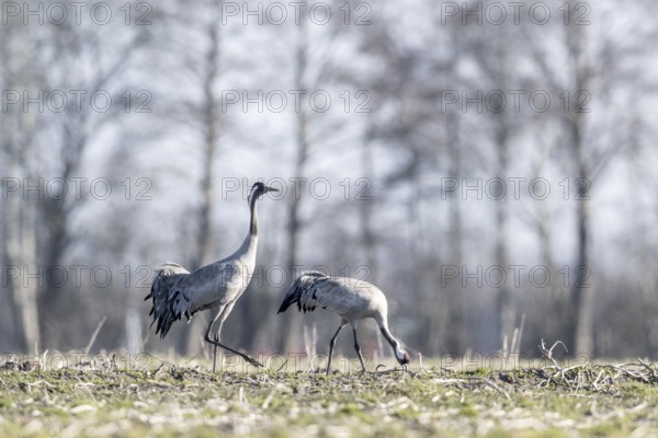 Cranes (Grus grus), Emsland, Lower Saxony, Germany, Europe