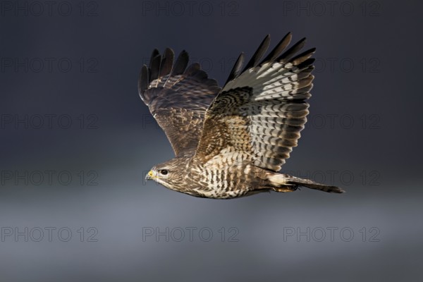 Common buzzard (Buteo buteo), in flight, Switzerland, Europe