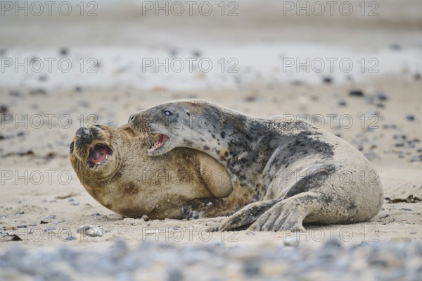 Grey seal (Halichoerus grypus) playing with each other on the beach, Düne, Helgoland, Schleswig-Holstein, Germany, Europe