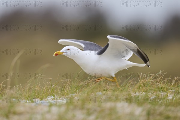 Yellow-legged gull (Larus michahellis) starts flying from the grass, Düne, Helgoland, Schleswig-Holstein, Germany, Europe