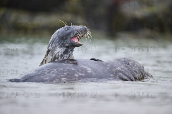 Grey seal (Halichoerus grypus) playing with each other in the water, sea, Düne, Helgoland, Schleswig-Holstein, Germany, Europe