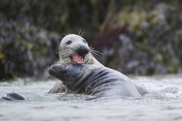 Grey seal (Halichoerus grypus) playing with each other in the water, sea, Düne, Helgoland, Schleswig-Holstein, Germany, Europe