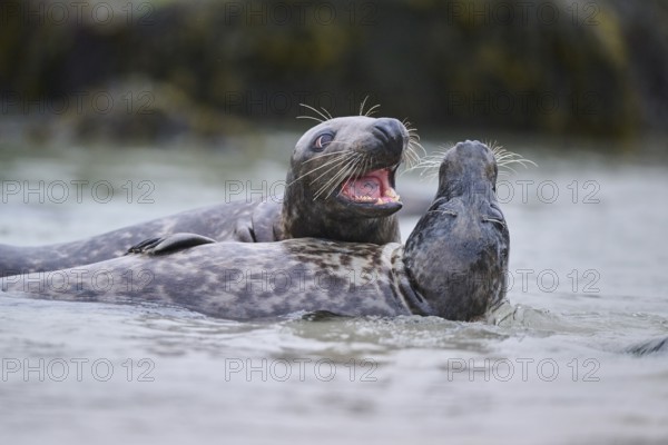 Grey seal (Halichoerus grypus) playing with each other in the water, sea, Düne, Helgoland, Schleswig-Holstein, Germany, Europe