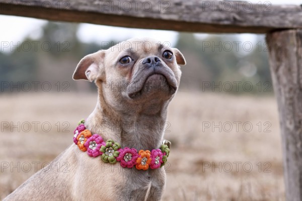Unhappy looking French Bulldog dog x pug mix with paracord flower collar