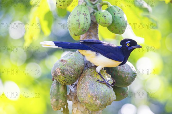 Plush-crested jay (Cyanocorax chrysops) Pantanal Brazil