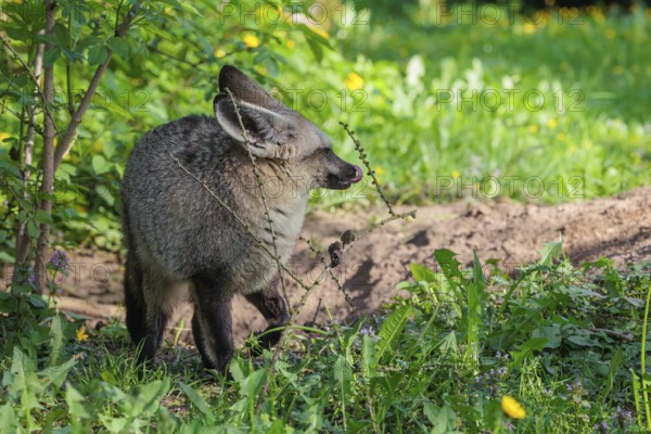 A Bat-eared fox (Otocyon megalotis) stands next to a sandy place in a green meadow on a sunny day