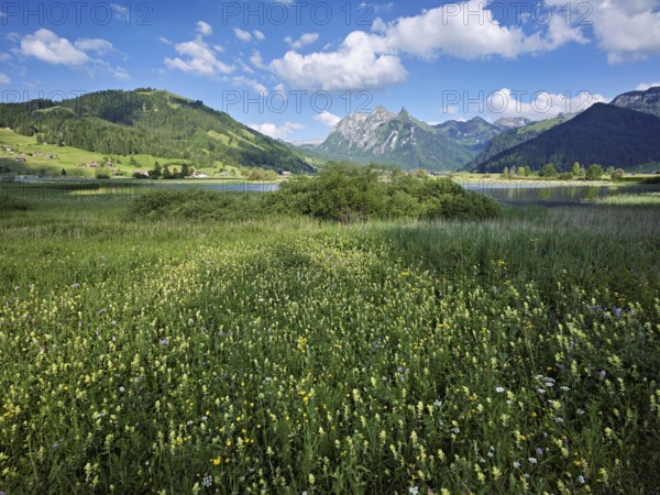 Reed meadow blooming in the background of the, reservoir, Sihlsee, Euthal, Canton Schwyz, Switzerland, Europe