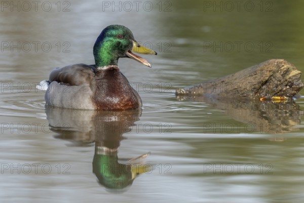 Male mallard duck (Anas platyrhynchos) swimming by opening its beak at the edge of a river in spring. Bas Rhin, Alsace, France, Europe
