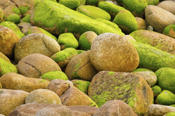 Ochre-coloured stones overgrown with green moss, stone stand in the Breatgne, France, Europe