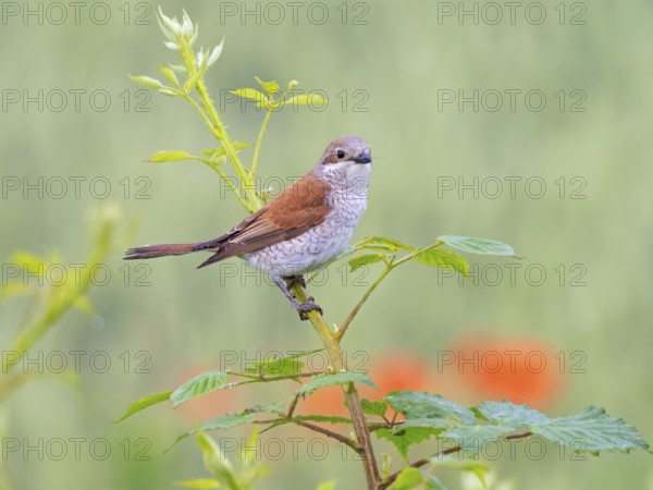 Red-backed shrike, red-backed shrike, thorn-backed shrike, family of shrikes, (Lanius collurio), female, Hockenheim, Baden-Württemberg, Germany, Europe