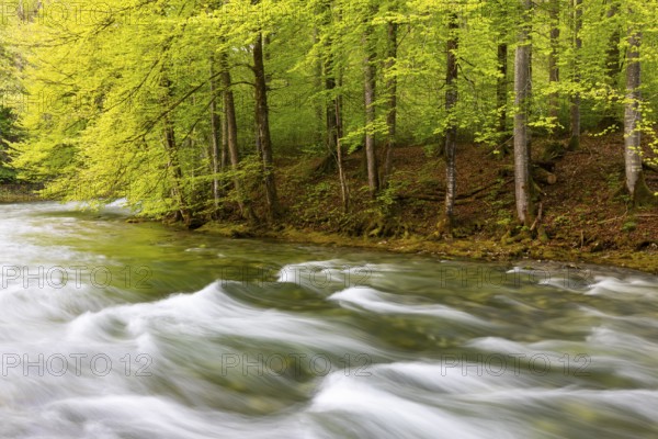 Königsseer Ache in front of Buchwald (Fagus), beech family (Fagaceae), Berchtesgadener Land, Bavaria, Germany, Europe
