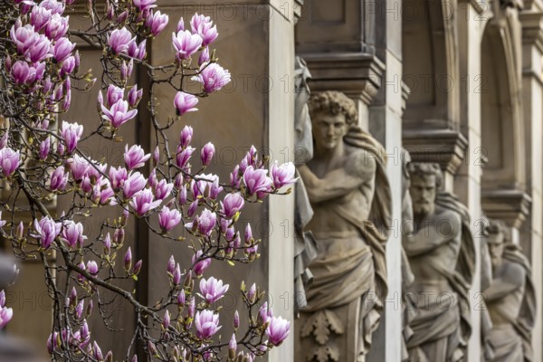 Magnolia blossom in Stuttgart. Magnolias (Magnolia) bloom throughout the city in spring. Stuttgart, Baden-Württemberg, Germany, Europe