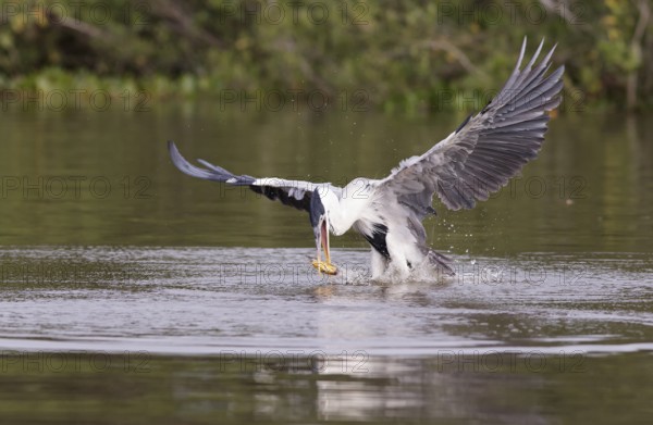 Cocoi Heron (Ardea cocoi) with fish prey in beak, Pantanal, Brasilien