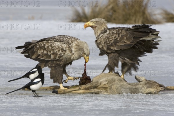 White-tailed Eagle (Haliaeetus albicilla), Mecklenburg-Western Pomerania, Germany, Europe
