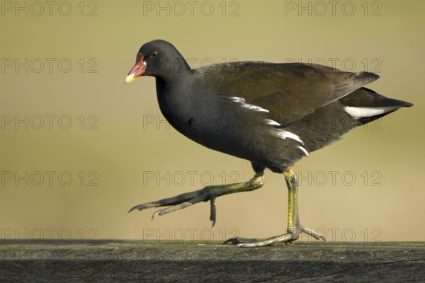 Common Moorhen (Gallinula chloropus), Lower Saxony, Germany, Europe