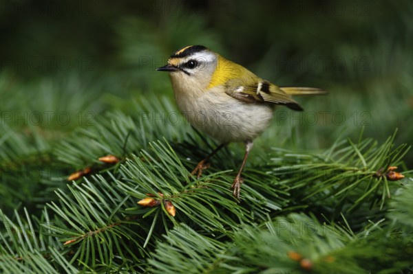 Common Firecrest (Regulus ignicapilla), Asturias, Spain, Europe
