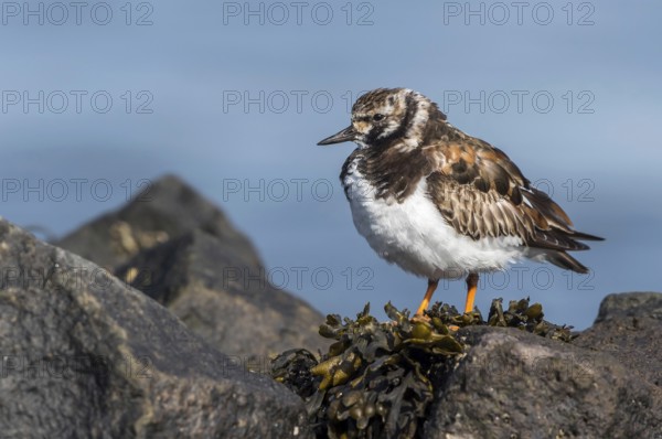 Ruddy Turnstone (Arenaria interpres), Texel, Netherlands