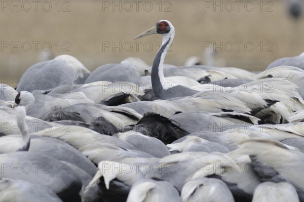 White-naped Crane (Antigone vipio), Arasaki, Japan, Asia