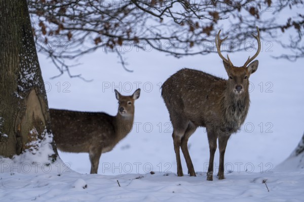 Sika deer (Cervus nippon), in the snow, Vulkaneifel, Rhineland-Palatinate, Germany, Europe