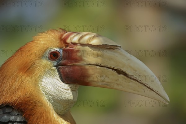 Papua Hornbill (Rhyticeros plicatus, Aceros plicatus), portrait, male, captive, occurring in South Asia