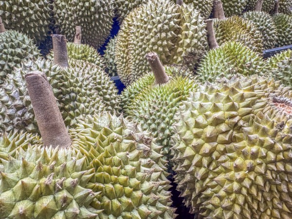 Jack-fruit (Artocarpus heterophyllus) displayed on a stand on a fruit market for sale. Background pattern, texture. China Town, Singapore, Asia