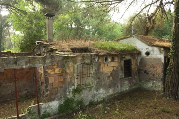 Ruined house in a pine forest near Ravenna, Italy, Europe