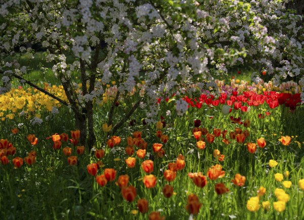 Ornamental cherry, Japanese flowering cherry (Prunus serrulata), red and yellow tulips (Tulipa) blooming in spring, district of Constance, Baden-Württemberg, Germany, Europe