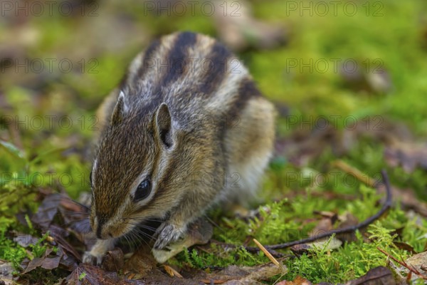 Siberian chipmunk (Eutamias sibiricus) in a forest in Tilburg Noord Brabant in the Netherlands