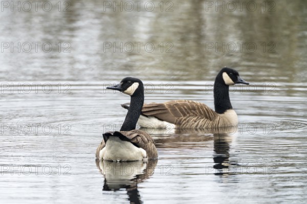 Canada goose (Branta canadensis), Vulkaneifel, Rhineland-Palatinate, Germany, Europe