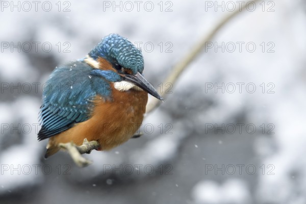 Common Kingfisher (Alcedo atthis) male perched on a branch, North Rhine-Westphalia, Germany, Europe