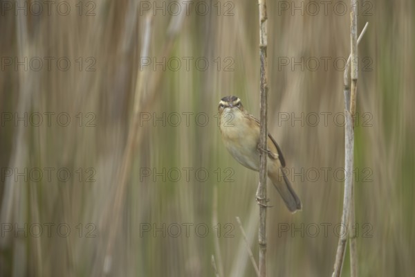 Sedge warbler (Acrocephalus schoenobaenus) adult bird in a reedbed, England, United Kingdom, Europe