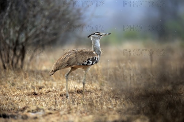 Giant bustard, Kori bustard (Ardeotis kori), adult, foraging, alert, Kruger National Park, Kruger National Park, Kruger National Park South Africa