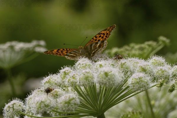 Silver-washed fritillary (Argynnis paphia), Carinthia