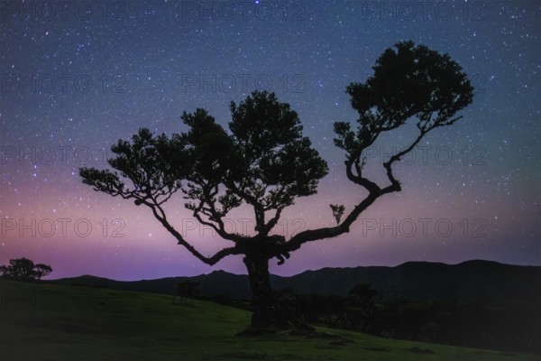 Centuries-old til trees in fantastic magical idyllic Fanal Laurisilva forest in night with starry sky. Madeira island, Portugal, Europe