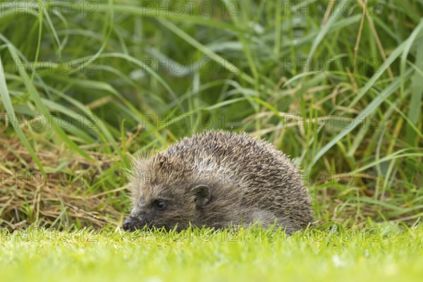 European hedgehog (Erinaceus europaeus) adult animal on an urban garden grass lawn in the spring next to longer grass, England, United Kingdom, Europe