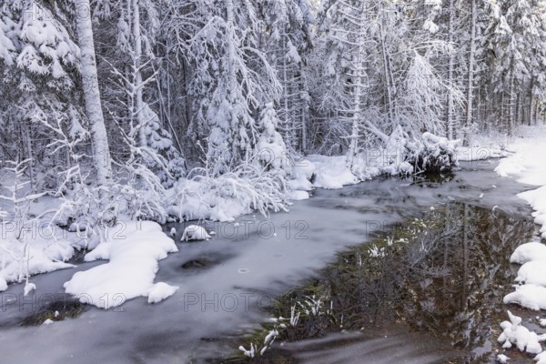Frozen stream with ice and reflections in the open water in a spruce forest a cold winter. Sweden