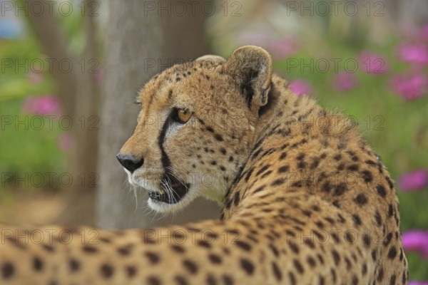 Cheetah (Acinonyx jubatus), meadow, captive