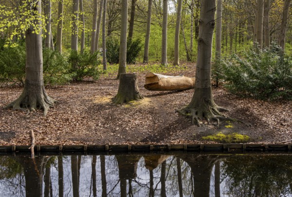 Felled tree in Berlin Tiergarten Park, Berlin, Germany, Europe