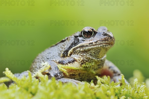 Common frog (Rana temporaria), North Rhine-Westphalia, Germany, Europe