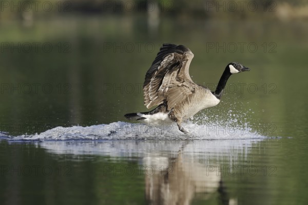 Canada goose (Branta canadensis) landing in water, North Rhine-Westphalia, Germany, Europe