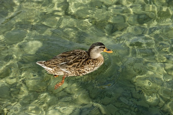 Mallard (Anas platyrhynchos) swimming in crystal clear transparent water on the shore of Lake Starnberg, Starnberg, Upper Bavaria, Bavaria, Germany, Europe