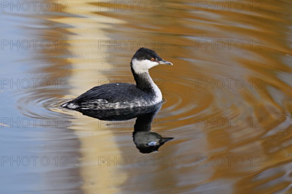 Slavonian grebe (Podiceps auritus), adult, in a white plumage, winter plumage, swimming in Lake Zug, Switzerland, Europe
