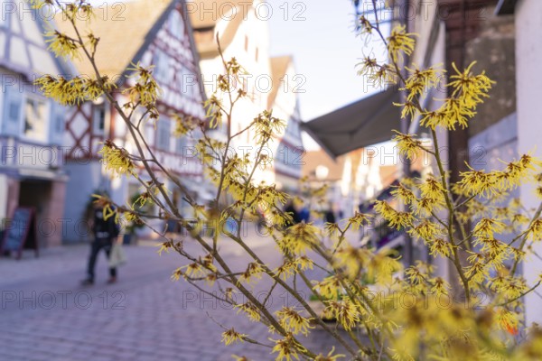 Yellow spring blossoms in front of a lively alley with traditional half-timbered houses, Calw in spring, Black Forest, Germany, Europe