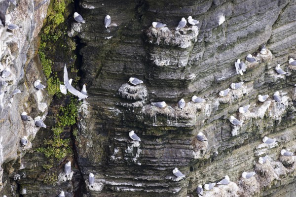 Black-legged kittiwake (Rissa tridactyla), nesting birds on rocky outcrop, Orkney Islands, Scotland, Great Britain